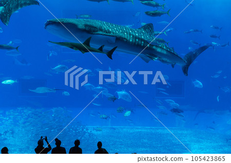 美麗海水族館鯨鯊 美麗海水族館鯨鯊 105423865