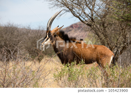 Sable antelope at kruger national park 105423900