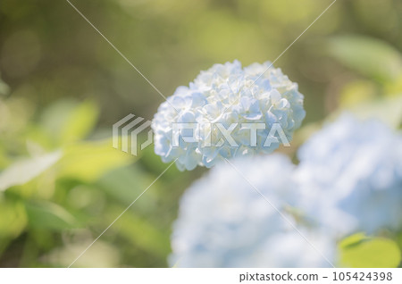 Hydrangea Hydrangea 105424398
