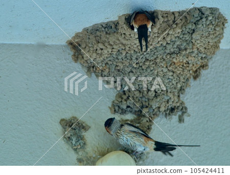 幾隻紅燕子輪流孵蛋。 105424411