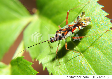 紅背龜 紅背龜 105424432