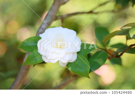 山茶花 花 白菊花 山茶花 花 白菊花 105424480