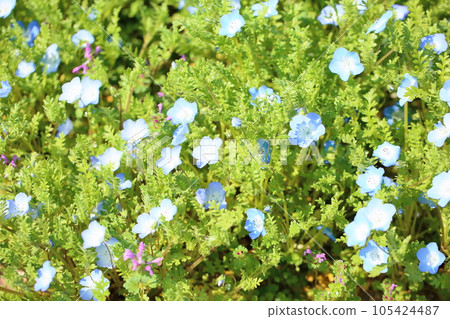 Nemophila花 105424487