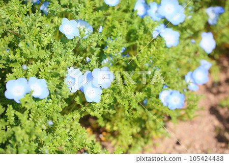 Nemophila花 105424488