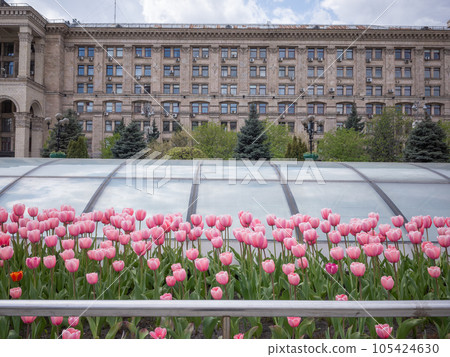 【烏克蘭】基輔首都基輔市中心的粉色鬱金香田和中央郵局的歷史面貌 105424630