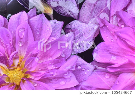 Dahlia Japanese Garden Shimane Yushien Ikeizumi Tenjiku Peony Dahlia Japanese Garden Shimane Yushien Ikeizumi Tenjiku Peony 105424667