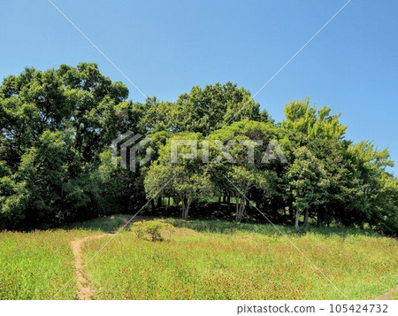 Landscape with green and blue sky 105424732