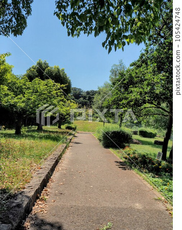 My promenade surrounded by greenery 105424748