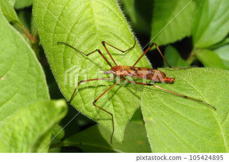 A kind of gaganbo 105424895