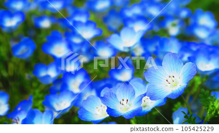 Scenery of Nemophila Insignis Blue flowers taken in 2023 (Tokyo Metropolitan Toneri Park, Adachi Ward, Tokyo) 105425229