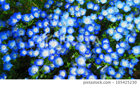 Scenery of Nemophila Insignis Blue flowers taken in 2023 (Tokyo Metropolitan Toneri Park, Adachi Ward, Tokyo) Scenery of Nemophila Insignis Blue flowers taken in 2023 (Tokyo Metropolitan Toneri Park, Adachi Ward, Tokyo) 105425230