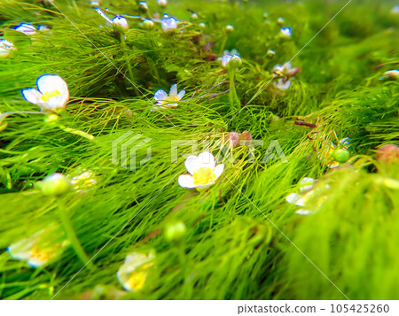 水下白卡莫 2 水下白卡莫 2 105425260