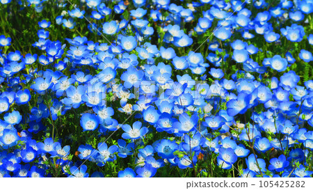 Scenery of Nemophila Insignis Blue flowers taken in 2023 (Tokyo Metropolitan Toneri Park, Adachi Ward, Tokyo) Scenery of Nemophila Insignis Blue flowers taken in 2023 (Tokyo Metropolitan Toneri Park, Adachi Ward, Tokyo) 105425282