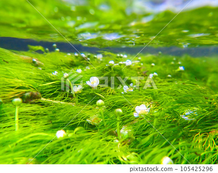 Plum blossom algae under water 2 Plum blossom algae under water 2 105425296