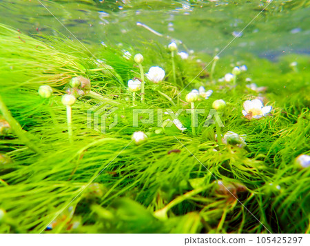 Plum blossom algae under water 3 Plum blossom algae under water 3 105425297