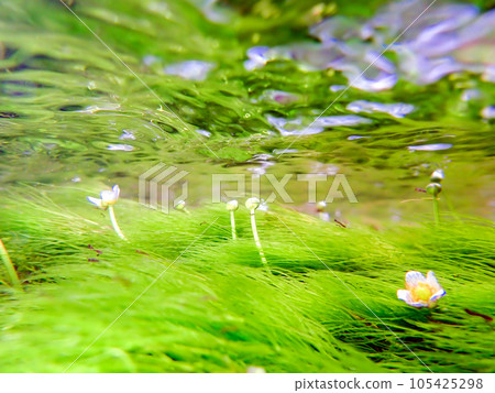 Plum Blossom Algae Under Water 4 105425298