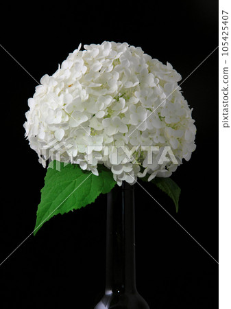 花瓶裡的繡球花 105425407