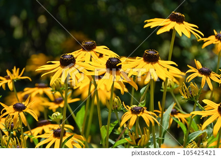 Rudbeck flowers 105425421