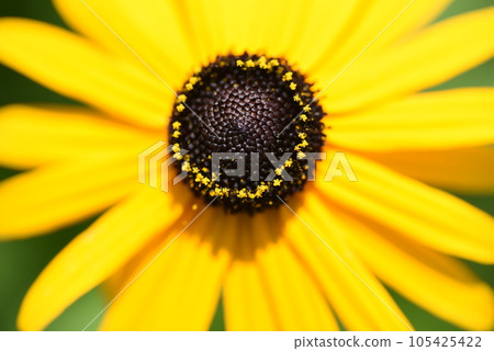 Rudbeck flowers 105425422