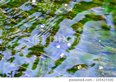 Bloom in water 105425500