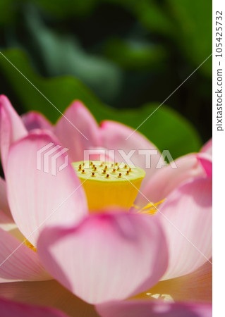 蓮花了 蓮花了 105425732