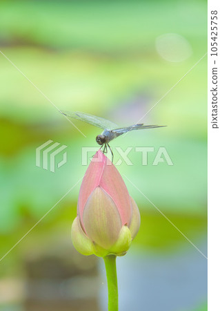 蜻蜓停在蓮花芽上 蜻蜓停在蓮花芽上 105425758