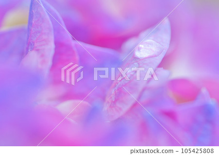 粉紅色繡球花花瓣滴微距 105425808