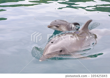 海豚的父母和孩子 海豚的父母和孩子 105425843