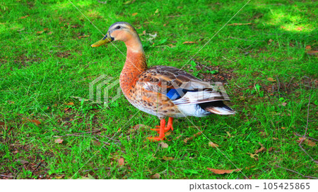 斑嘴鴨等水禽的風景（東京都足立區都立舍人公園） 105425865