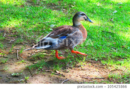 斑嘴鴨等水禽的風景（東京都足立區都立舍人公園） 105425866
