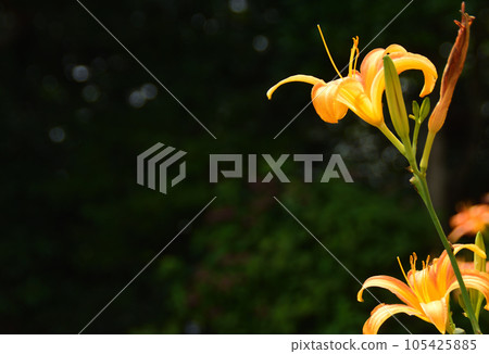 夏花：黃花菜 百合科植物，具有黃紅色單花，從葉叢中向上生長花梗。 105425885