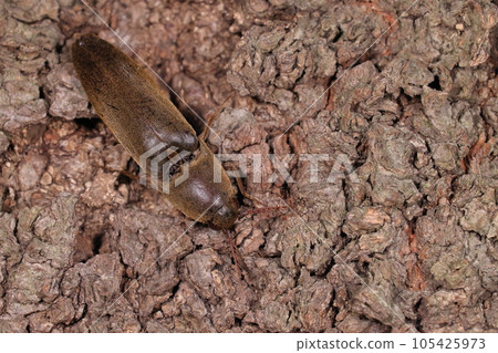 Creatures, insects, whiskered beetles, females. A large click beetle, some of which exceed 3 centimeters 105425973