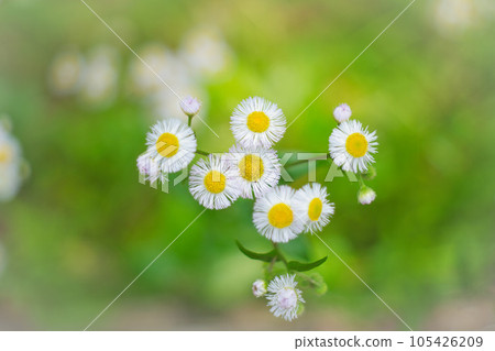 白halzion 105426209