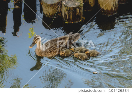 幸福杯斑嘴鴨親子 105426284