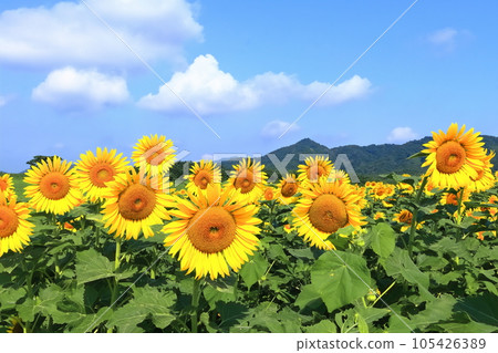 [Kagawa Prefecture] (Sunflower field) at Nakayama Sunflower Complex in Mannou Town 105426389