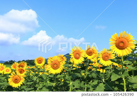 [Kagawa Prefecture] (Sunflower field) at Nakayama Sunflower Complex in Mannou Town 105426390