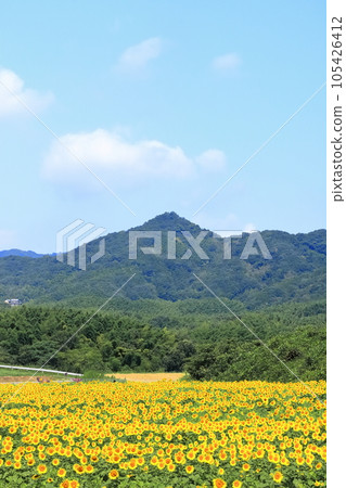 [香川縣]萬濃町中山嚮日葵園區（向日葵田） 105426412