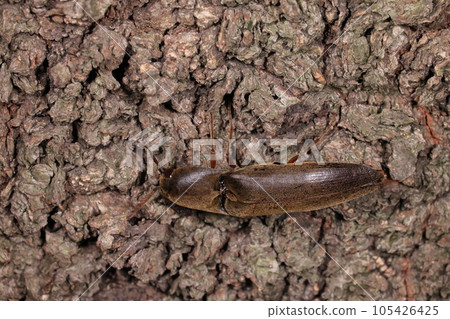 Creatures, insects, whiskered beetles, females. Body length is 20 mm, pectinate antennae are more modest than males 105426425