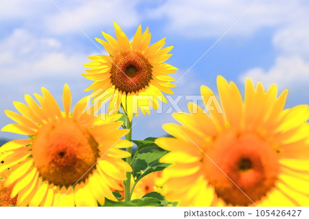 [香川縣]萬濃町中山嚮日葵園區（向日葵田） 105426427