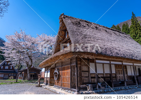 富山縣五箇山 春天櫻花盛開時,位於菅沼合掌造村的五箇山民俗博物館 富山縣五箇山 春天櫻花盛開時,位於菅沼合掌造村的五箇山民俗博物館 105426514