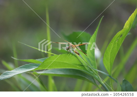 A haguro dragonfly perched on a water surface with aquatic plants 105426558