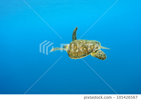 Sea turtle swimming elegantly 105426567