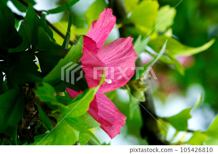 Kinugu Kinugu 105426810