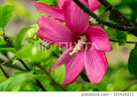 玫瑰沙龍 玫瑰沙龍 105426811