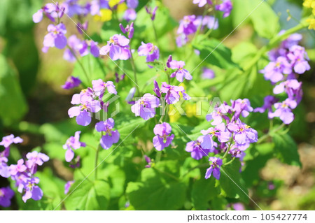 Flowers of Murasakihanana 105427774