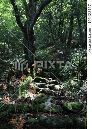 Fresh fox conser 105428137