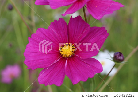Cosmos Field White Cosmos Hyogo Prefecture 105428222