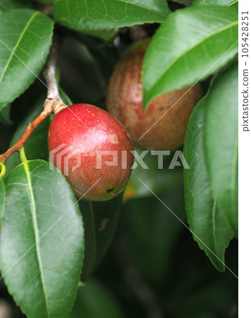 Camellia seeds (raw material for camellia oil) Camellia seeds (raw material for camellia oil) 105428251