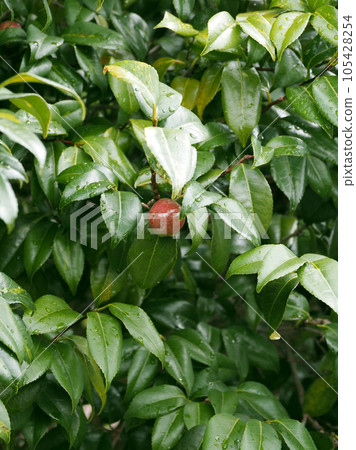 山茶籽（山茶油原料） 105428254