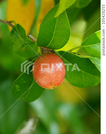 Camellia seeds (raw material for camellia oil) 105428255
